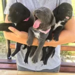 Cane Corso Blue Ve Siyah Yavrularım