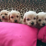 Maltipoo Yavrularım Sağlık Ve Irk Garantilidir