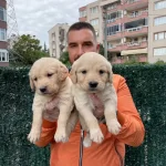 Jumbo Golden Retriever Yavrularımiz Baby Face
