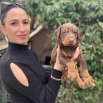 Doberman Yavrularım Sağlık Ve Irk Garantilidir