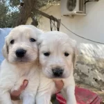 Golden Retriever Yavruları Irk Ve Sağlık Garantili