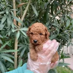 Gercek Red Brown Toy Poodle Bebeklerimiz