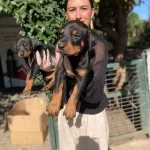 Kıng Doberman Yavrularım Sağlık Ve Irk Garantilidir