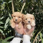 Apricot Ve Red F1 Maltipoo Bebeklerimiz