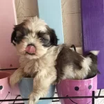 Shih Tzu Saf Irk Yavrularım