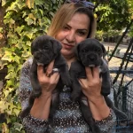 Irk Garantili Muhtesem Cane Corso Yavrularımız