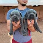 Ruhsatlı Uretim Ciftliginden A Kalite Cane Corso