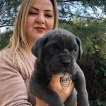 Muhtesem Irk Garantili Cane Corso Yavrularımız