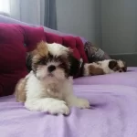 Mukemmel Shih Tzu Bebekler