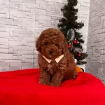 Bebek Surat Red Yavrular Sizi Bekliyor