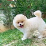 Yavru Patiler Hizmeti Ile