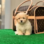 Maltipo Cinsi Yavrumuz