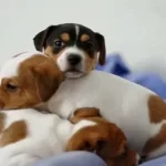 Irk Ve Saglik Garantili Jack Russel