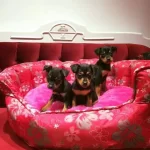 Irk Ve Saglik Garantili Pincer Yavrular