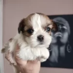 Mukemmel Kalite Shih Tzu Yavrularım