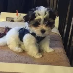 Harika Morkie Yavrularımız