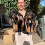 Doberman Yavrularım Saglık Ve Irk Garantilidir