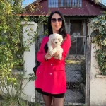 Maltese Sıfır No Yavrularım Sağlık Ve Irk Garantilidir