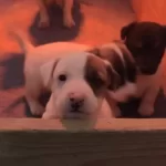 Irk Garantili Kısa Bacak Jack Russell Yavrularımız