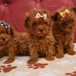 Toy Poodle Red Brown Bebek Surat Yavrularımız