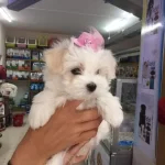Maltesse Terrier Numara