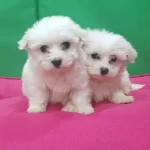 Maltesse Terrier Numara