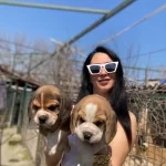 Beagle Yavrularım Sağlık Ve Irk Garantilidir