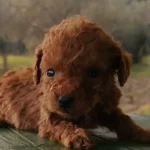 Akkus Uretim Ciftliginden Toy Poodle Yavruları