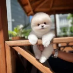 Yavru Patiler Farkı Ile Pomeranian