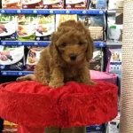 Maltipo Cinsi Numara