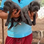 Dev Anne Babadan Cane Corsa Yavruları