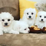 Maltesse Terrier Numara