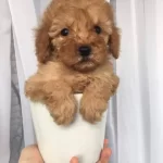 Maltipoo Cinsi Numara