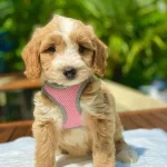 Maltipo Cinsi Yavrumuz