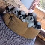 Mukemmel Shih Tzu Bebeklerim
