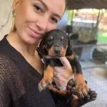 Doberman Yavrularım Sağlık Ve Irk Garantilidir