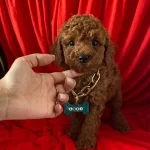 Tuy Dokmez Koku Yapmaz Toy Poodle Yavrular