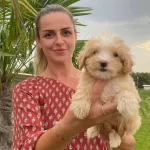 Mukemmel Maltipoo Bebek