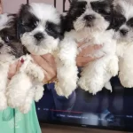 Harika Shih Tzu Bebekler