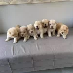 Irk Garantili Scrli Safkan Chow Chow Bebekler