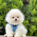 Teddy Bear Pomeranian Boo