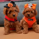 Toy Poodle Safkan Anne Babalardan Ozel Yavrularımız
