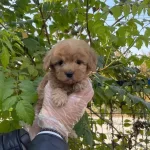 Gerçek Tea Cup Red Maltipoo Yavrularımız