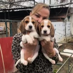 Uc Renk Harika Elizabeth Beagle Yavrularımız