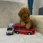 Safkan Toy Poodle Cocuklar