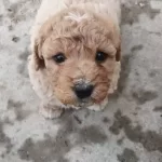 Irk Garantili Maltipoo Yavrularımiz