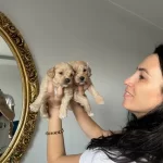 Maltipoo Yavrularım Sağlık Ve Irk Garantilidir