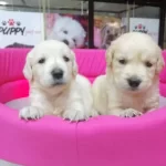 Irk Garantili Golden Retriever Yavrularımiz