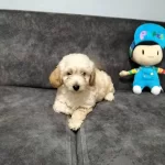 Maltipo Cinsi Yavrumuz