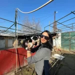 Border Colie Yavrularım Saglık Ve Irk Garantilidir